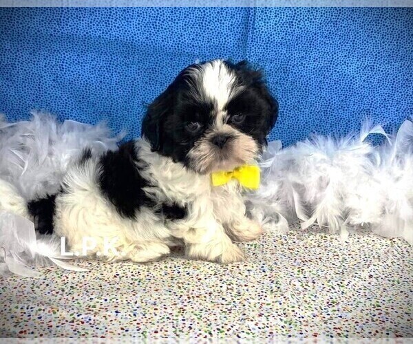 View Ad Shih Tzu Puppy for Sale near Louisiana, WINNSBORO, USA. ADN734498