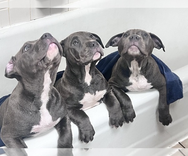 Medium Photo #1 American Staffordshire Terrier Puppy For Sale in TACOMA, WA, USA