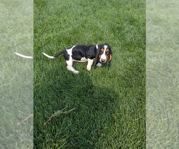 Medium Photo #25 Basset Hound Puppy For Sale in JEROME, ID, USA