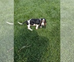 Small #24 Basset Hound