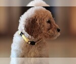 Small Photo #11 Poodle (Standard) Puppy For Sale in STANLEY, VA, USA