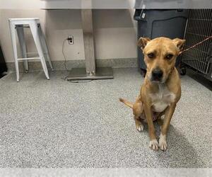 American Pit Bull Terrier-Unknown Mix Dogs for adoption in Houston, TX, USA
