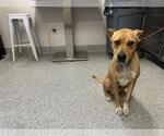 Small American Pit Bull Terrier Mix