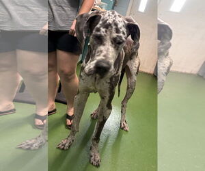 Great Dane-Unknown Mix Dogs for adoption in Rustburg, VA, USA