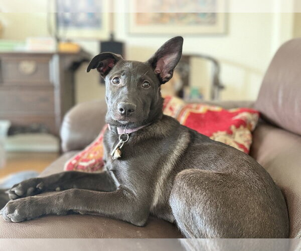 Medium Photo #8 German Shepherd Dog Puppy For Sale in West Sacramento, CA, USA