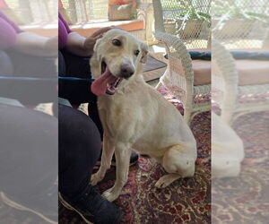 Unknown-white german shepherd Mix Dogs for adoption in Winston Salem, NC, USA