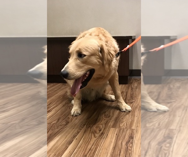 Medium Photo #1 Golden Retriever Puppy For Sale in COLORADO SPRINGS, CO, USA