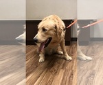 Small Photo #1 Golden Retriever Puppy For Sale in COLORADO SPRINGS, CO, USA