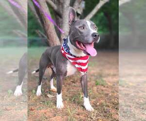 Bruno - Male American Pit Bull Terrier-American Staffordshire Terrier Mix Dog for Adoption - Photo #28