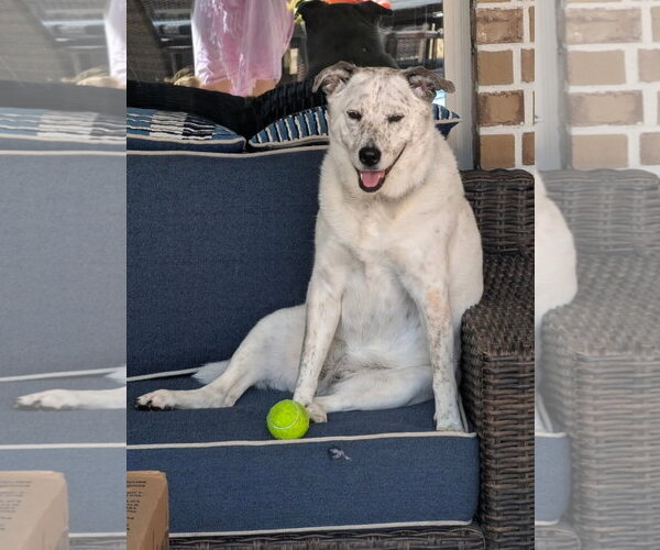 Medium Photo #2 Mutt Puppy For Sale in Rosenberg, TX, USA