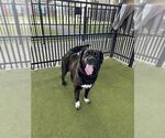 Small #1 Border Collie Mix