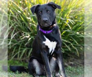 Shepradors Dogs for adoption in Camarillo, CA, USA