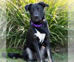 *DEAN - Male Shepradors Dog for Adoption - Small photo