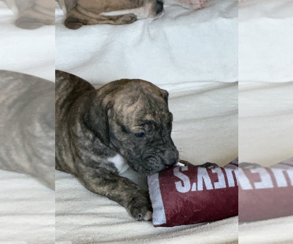 Medium Photo #16 Great Dane Puppy For Sale in PITTSBURG, CA, USA