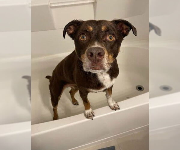 Medium Photo #5 Beagle-Unknown Mix Puppy For Sale in San Diego, CA, USA