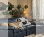 Small #2 Great Pyrenees Mix