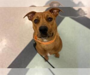 American Pit Bull Terrier-Rhodesian Ridgeback Mix Dogs for adoption in Santa Rosa, CA, USA