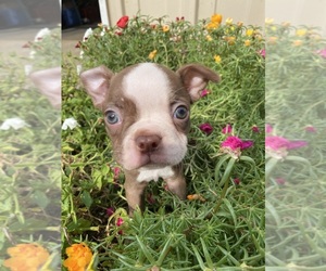 Boston Terrier Puppy for sale in FREDONIA, KS, USA