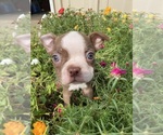 Image preview for Ad Listing. Nickname: Holly