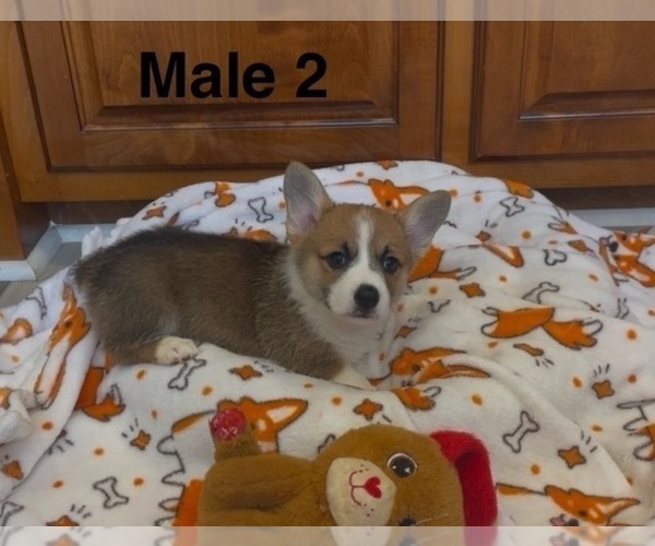 Medium Photo #6 Pembroke Welsh Corgi Puppy For Sale in GUTHRIE, KY, USA