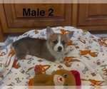 Small #5 Pembroke Welsh Corgi