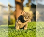 Small #5 French Bulldog