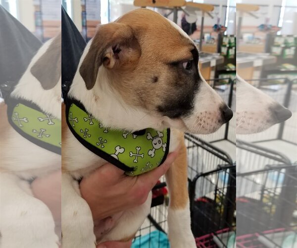 Medium Photo #24 Border Collie-Unknown Mix Puppy For Sale in Spring, TX, USA