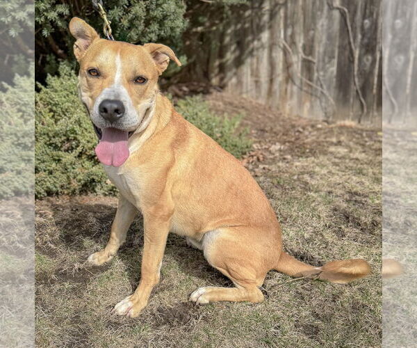 Medium Photo #2 American Staffordshire Terrier-Unknown Mix Puppy For Sale in Huntley, IL, USA