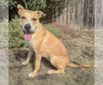 Small #1 American Staffordshire Terrier Mix