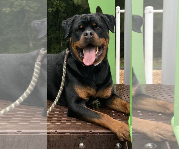 Medium Photo #1 Rottweiler Puppy For Sale in Mooresville, NC, USA
