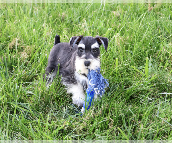 Medium Photo #4 Schnauzer (Miniature) Puppy For Sale in SYRACUSE, IN, USA