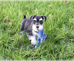 Jacob - Male Schnauzer (Miniature) Puppy for Sale - Photo #4