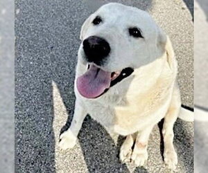 Labrador Retriever Dogs for adoption in Houston, TX, USA