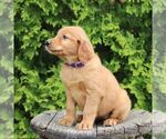 Small #5 Golden Irish