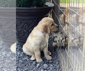 Golden Retriever Puppy for sale in RILEYVILLE, VA, USA