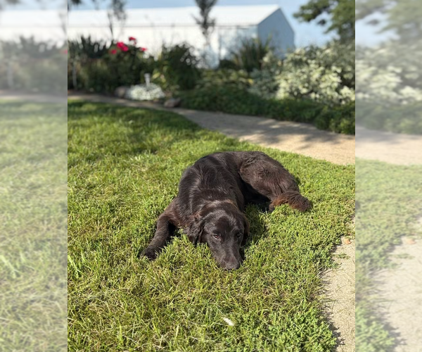 Medium Photo #9 Australian Retriever Puppy For Sale in Buffalo, MN, USA