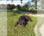 Small #8 Australian Retriever