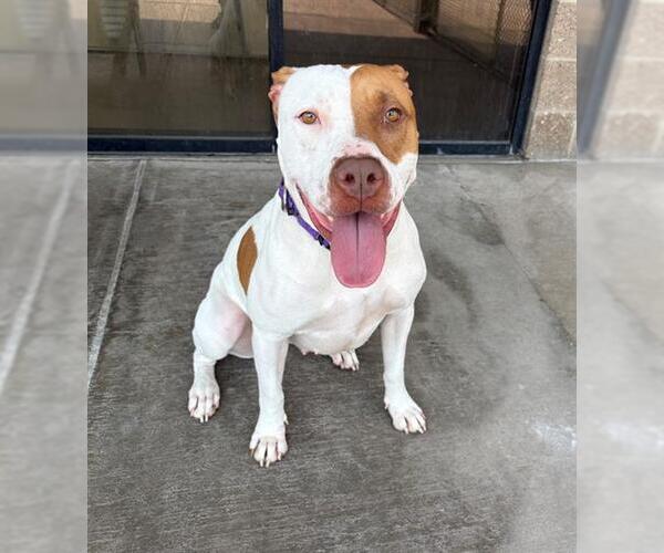 Medium Photo #1 American Pit Bull Terrier Puppy For Sale in Denver, CO, USA