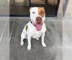 Small American Pit Bull Terrier