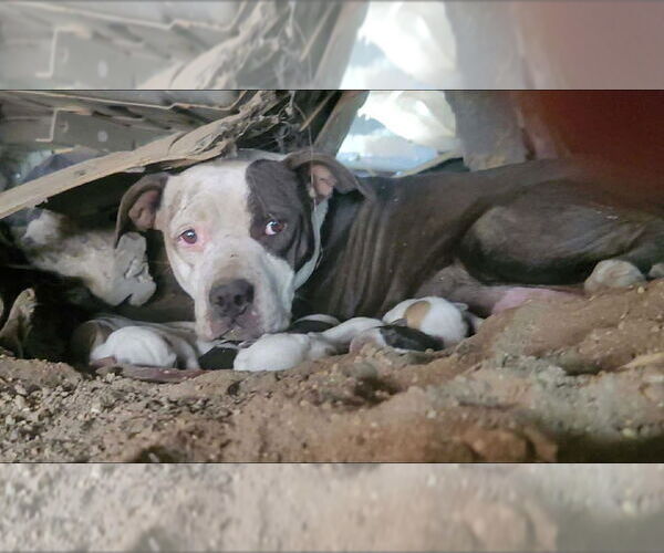 Medium Photo #3 American Staffordshire Terrier-Unknown Mix Puppy For Sale in Dana Point, CA, USA