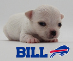 Image preview for Ad Listing. Nickname: Bill