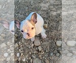 Puppy 1 French Bulldog