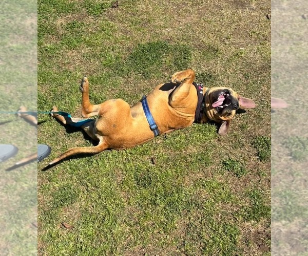Medium Photo #4 Chow Chow-Unknown Mix Puppy For Sale in Holly Springs, NC, USA