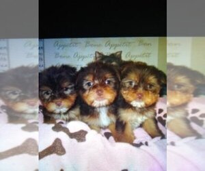 Yorkshire Terrier Puppy for sale in ELIZABETH, CO, USA