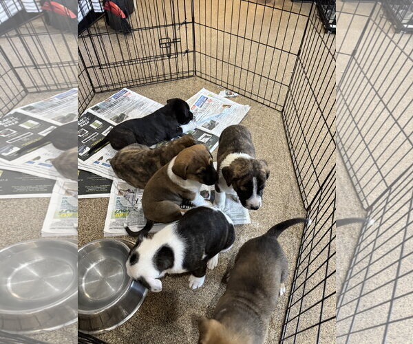 Medium Photo #17 Mutt Puppy For Sale in Sanford, FL, USA