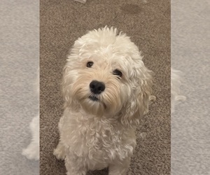 Mother of the Cockapoo (Miniature) puppies born on 09/14/2025