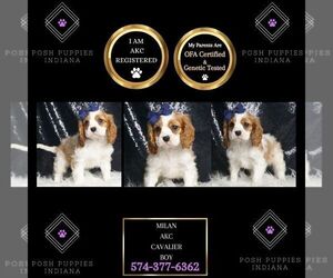 Cavalier King Charles Spaniel Puppy for sale in WARSAW, IN, USA