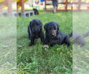 Shepadoodle Puppy for sale in XENIA, OH, USA