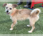 Small #1 Mutt