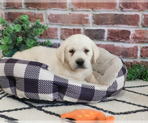 Labrador Retriever Puppy for sale in SYRACUSE, IN, USA
